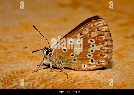 Chalkhill blue, femme, Polyommatus corydon Banque D'Images