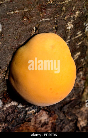 Shaggy champignon, l'Inonotus hispidus Banque D'Images