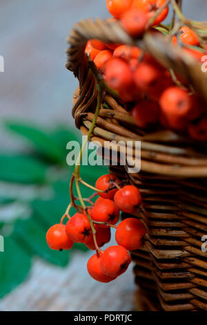 Gemeine Eberesche, Sorbus aucuparia, Beeren Banque D'Images