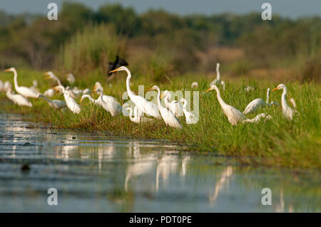 Aigrette intermédiaire (Mesophoyx intermedia) - l'aigrette garzette (Egretta garzetta) - Grande aigrette (Ardea alba) - tôt le matin - Conte noi - Thailande Héron int Banque D'Images