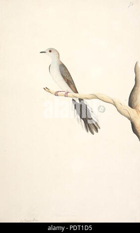 SLNSW 190 823131 F80 Colombe Diamant Geopelia cuneata Banque D'Images