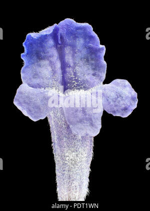 Un plan macro extrêmes (microphotographie) de la lavande (Lavandula) flower Banque D'Images