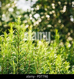 Les buissons de romarin, Close up, avec l'arrière-plan flou. Banque D'Images