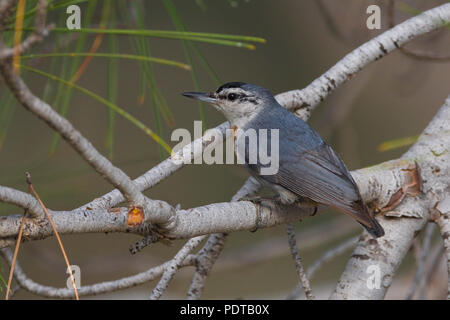 Kruper (Sitta krueperi sittelle de) sur une branche d'un pin. Banque D'Images