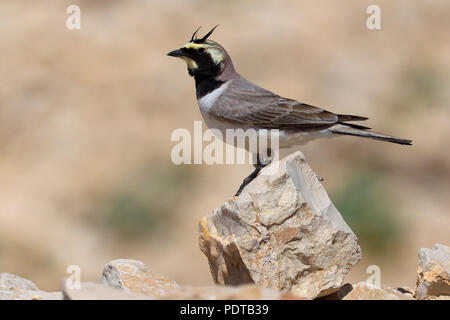 Rocky Shore Lark dans l'habitat de reproduction. Banque D'Images