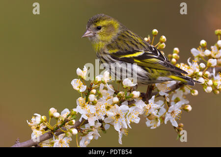 Sijs Vrouwtje op bloeiende tak van een fruitboompje ; Femmes Eurasian Siskin perché sur la floraison branche d'un arbre fruitier, Carduelis spinus Banque D'Images