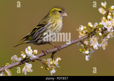 Sijs Vrouwtje op bloeiende tak van een fruitboompje ; Femmes Eurasian Siskin perché sur la floraison branche d'un arbre fruitier ; Carduelis spinus. Banque D'Images