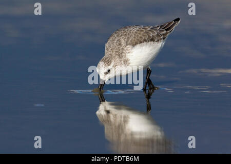 Sanderling plumage non-reproduction dans la recherche de nourriture. Banque D'Images