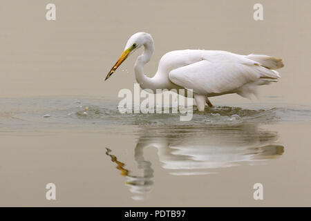 Grande Aigrette pêche en eau peu profonde. Banque D'Images