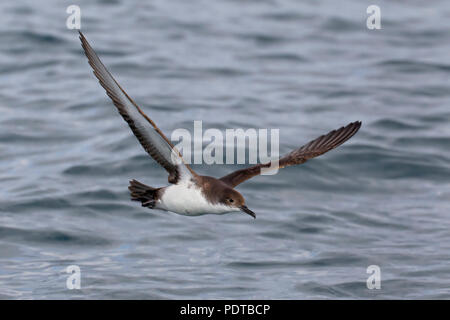 Puffin de voler. Banque D'Images
