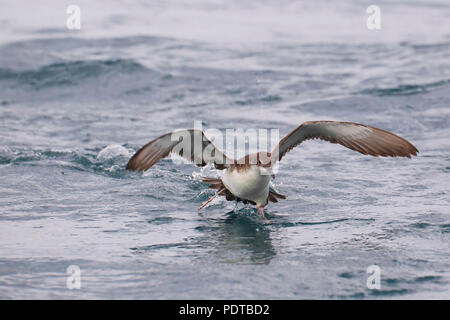 Puffin de décoller de l'eau. Banque D'Images