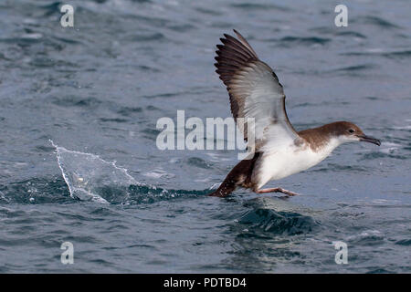 Puffin de décoller de l'eau. Banque D'Images