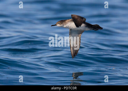 Puffin de voler. Banque D'Images