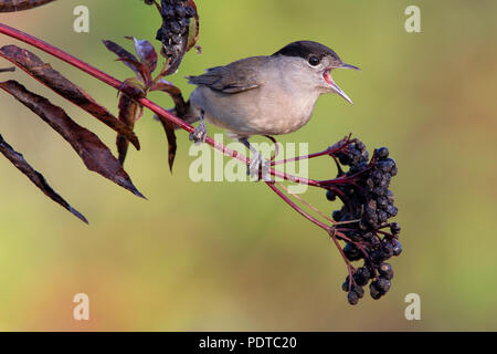 Blackcap mâle de manger les petits fruits Banque D'Images