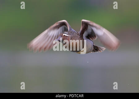 Sarcelle d'été mâle flying Banque D'Images