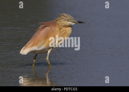 Crabier chevelu adultes en plumage nuptial de patauger dans l'eau peu profonde Banque D'Images