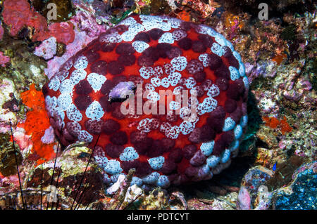 Pin cushion starfish [Culcita novaguineae] sur le récif de corail. L'île de Malapascua, Cebu, Philippines. Banque D'Images