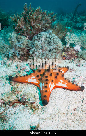 Étoile de pépites de chocolat [Protoreaster nodosus]. L'île de Malapascua, Cebu, Philippines. Banque D'Images