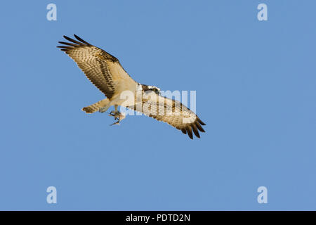 Visarend vliegend rencontré prooi ; en battant Osprey avec proie dans sa griffe. Banque D'Images