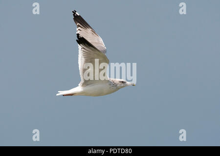 Steppe Flying Gull (Larus cachinnans barabensis) Banque D'Images