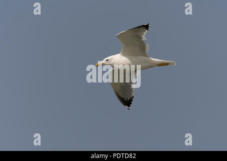 Steppe Flying Gull (Larus cachinnans barabensis) Banque D'Images