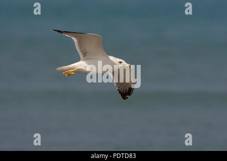 Steppe Flying Gull (Larus cachinnans barabensis) Banque D'Images