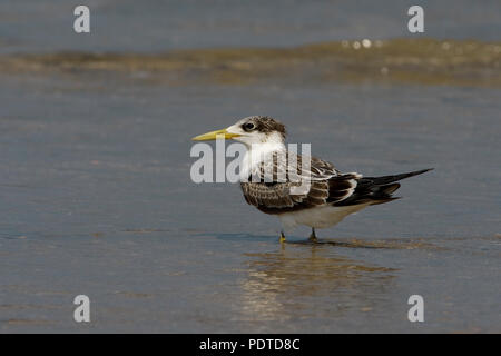 Une sterne Swift Swift au bord de l'eau. Banque D'Images