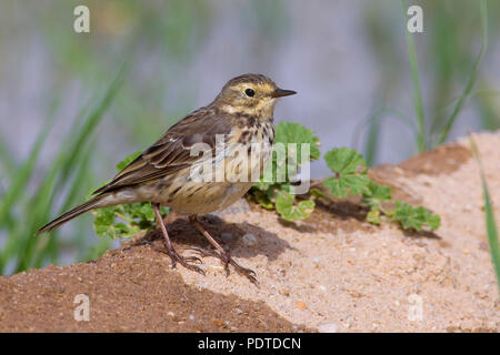 Buff-bellied Pipit spioncelle Anthus rubescens japonicus ; Banque D'Images