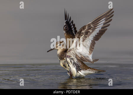 Actitis hypoleucos Common Sandpiper ; Banque D'Images