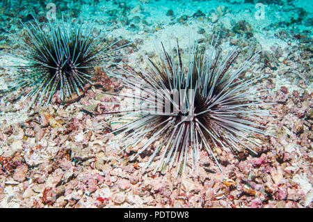 Echinothrix calamaris oursin calamars []. L'île de Malapascua, Cebu, Philippines. Banque D'Images