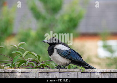 Huîtrier pie juvénile d'oiseaux sauvages, perché sur une clôture de jardin Banque D'Images