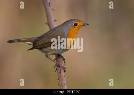 Rougegorge familier Erithacus rubecula aux abords ; Banque D'Images