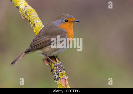 Rougegorge familier Erithacus rubecula aux abords ; Banque D'Images