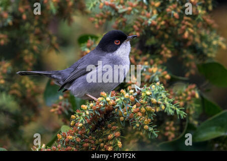 Fauvette sarde ; Sylvia melanocephala Banque D'Images