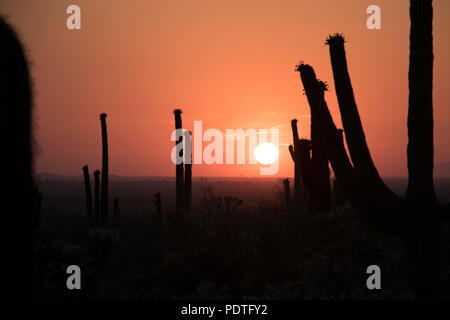 Silhouette paysage dans le désert aride. Magnifique coucher de soleil rouge et orange en Arizona. Banque D'Images