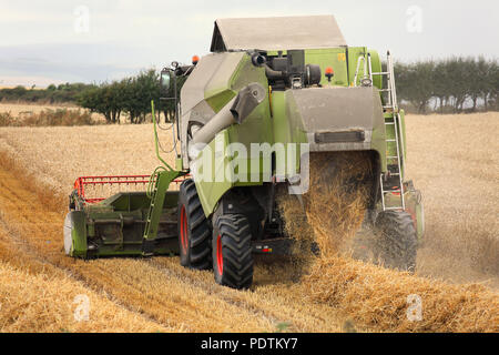 Une moissonneuse-batteuse se déplaçant à travers le champ de blé et le battage de coupe avec la paille le décrochage de la machine et le grain entreposé. Banque D'Images