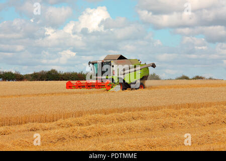 Une moissonneuse-batteuse se déplaçant à travers le champ de blé et le battage de coupe avec la paille le décrochage de la machine et le grain entreposé. Banque D'Images