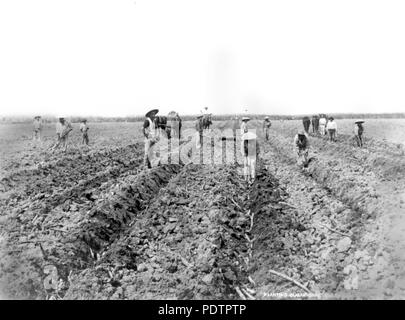 200 StateLibQld 1 102529 travailleurs agricoles chinois sur la canne à sucre de plantation Plantation de Hambledon, Cairns, 1890 Banque D'Images