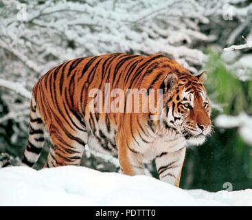 Un tigre de Sibérie (Panthera tigris altaica) marche à travers la neige fraîche au zoo Hellabrunn de Munich, Allemagne, le 19 novembre 1999. Dans le monde d'utilisation | Banque D'Images