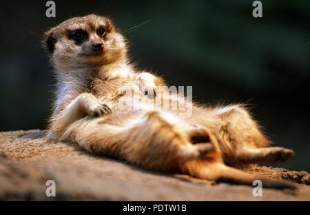 Un meerkat réchauffe sa fourrure sous un chauffage au zoo de Francfort en Allemagne. Dans le monde d'utilisation | Banque D'Images