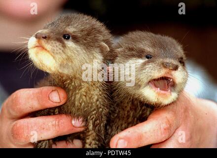 Deux Loutres Cendrées Asiatiques font leur première apparition publique au zoo de Neumünster, Allemagne, le 05 septembre 1995. Dans le monde d'utilisation | Banque D'Images