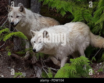 Les loups à Golden en Colombie-Britannique, Canada Banque D'Images