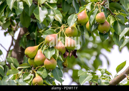 L'image d'une poire rouge maturation sur un arbre dans le jardin Banque D'Images