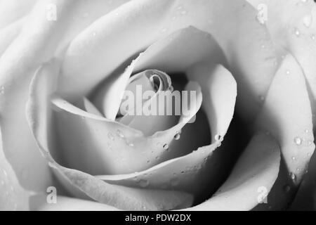 Noir et blanc la photo en gros plan d'une rose jaune avec des gouttelettes d'eau. Banque D'Images