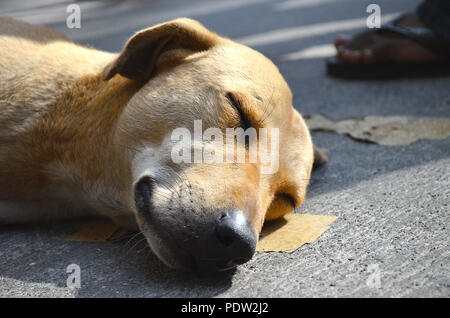 Chien errant dormant dans les rues de Mumbai Banque D'Images