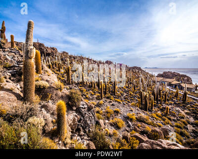 Paysage panoramique de l'île Isla Incahuasi Cactus Uyuni Bolivia Banque D'Images