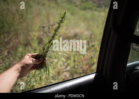 Les champs de cannabis poussant à l'état sauvage peut être trouver au Kirghizstan Banque D'Images