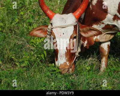 Le pâturage des vaches indiennes et à la recherche dans l'appareil photo Banque D'Images