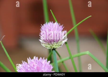 Fleurs de ciboulette, fleur pourpre de la ciboulette Plante, la fleur et les feuilles de la ciboulette sont comestibles. Banque D'Images