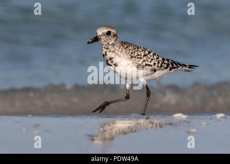 Pluvier argenté noir, gris, Pluvier Pluvialis squatarola Banque D'Images